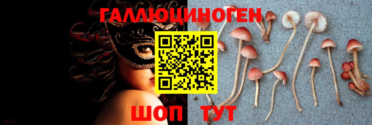 Псилоцибиновые грибы Psilocybe  Вход с VPN  Новоалександровск 